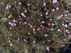 Lampranthus filicaulis