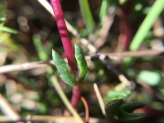 Lampranthus filicaulis