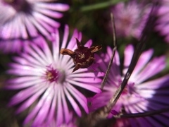 Lampranthus filicaulis
