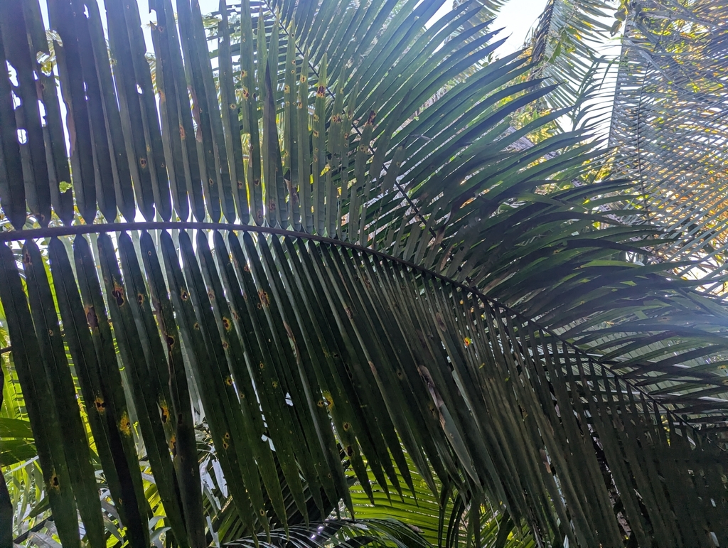 Attalea cohune; photograph (c) Kevin Jones, some rights reserved (CC BY)