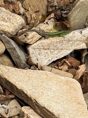 Iberolacerta monticola