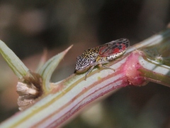 Homalodisca liturata