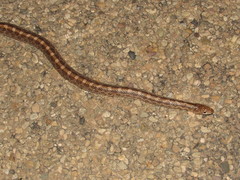 Arizona elegans philipi