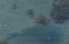 Sparisoma chrysopterum