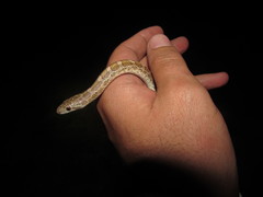 Arizona elegans philipi
