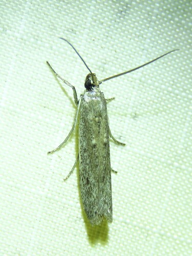 American Sunflower Moth photo 5