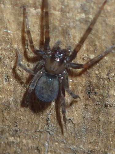 South American Toothed Hacklemesh Weaver