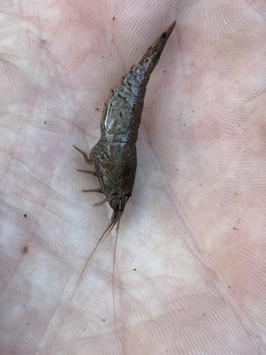 Atyoida bisulcata observed 2025-03-13