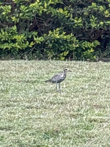 Pluvialis fulva observed 2025-03-17