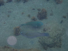 Sparisoma chrysopterum