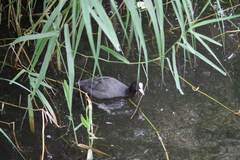 Fulica atra