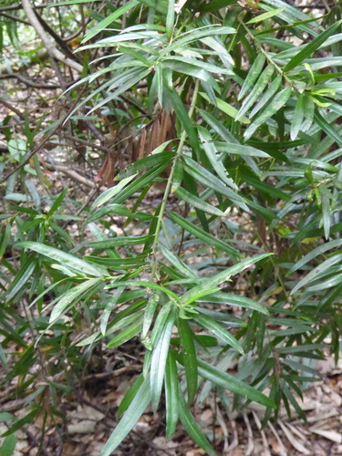 Podocarpus polystachyus, photograph 1