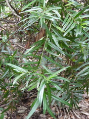 (c) fmunoz, some rights reserved (CC BY) Podocarpus polystachyus, photograph (c) fmunoz, some rights reserved (CC BY)