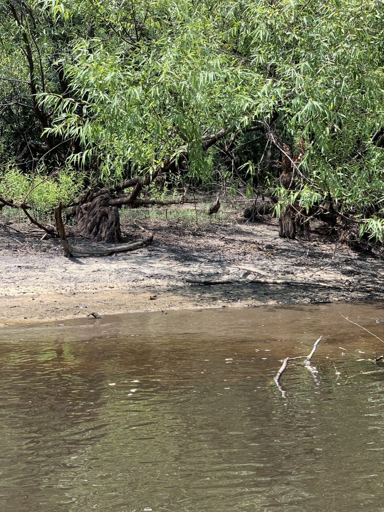 Limpkin from 29568, Longs, SC, US on August 9, 2019 at 02:38 PM by ...