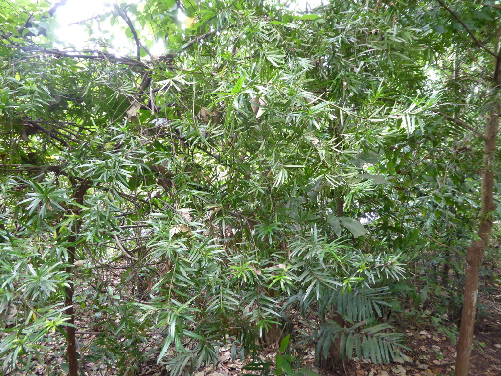 Podocarpus polystachyus; photograph (c) fmunoz, some rights reserved (CC BY)