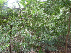 Podocarpus polystachyus
