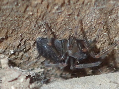 Metaltella simoni