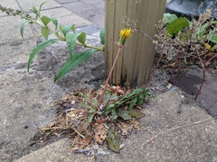 Taraxacum officinale