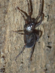Metaltella simoni