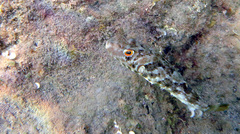 Sphoeroides marmoratus