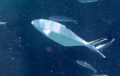 Trachinotus ovatus