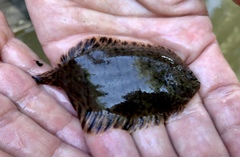 Trinectes maculatus