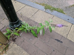 Buddleja davidii