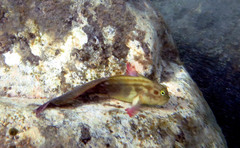 Ophioblennius atlanticus
