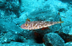 Sphoeroides marmoratus