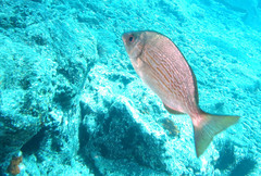 Spondyliosoma cantharus