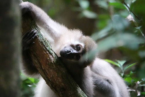 Agile Mangabey