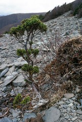 Juniperus squamata