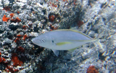 Pseudocaranx dentex