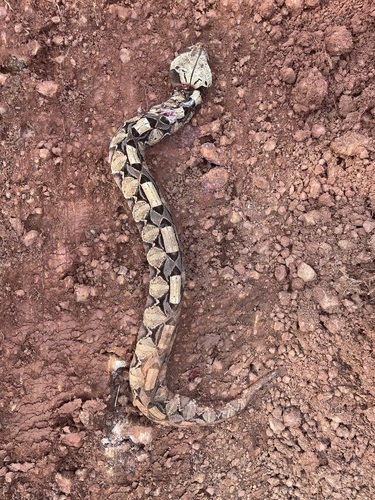 Gaboon Viper