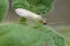Engytatus modestus