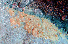 Hemimycale columella