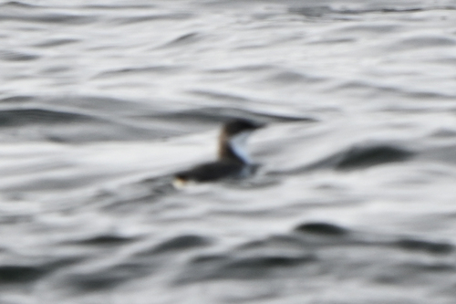 Scripps's Murrelet (Synthliboramphus scrippsi), photo 5