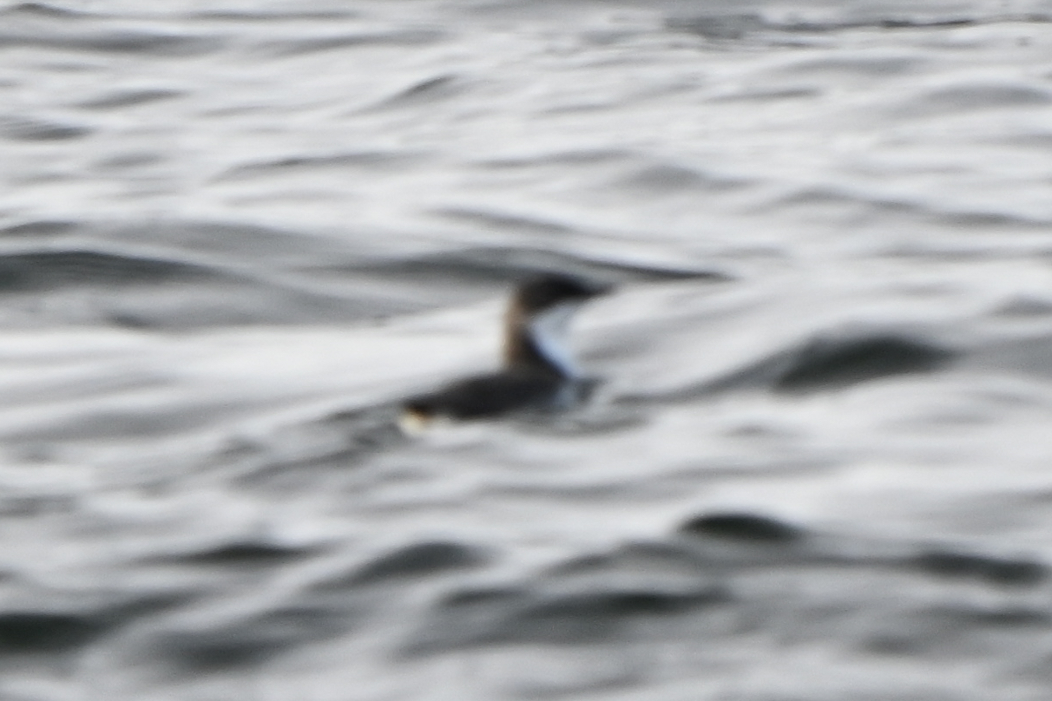 Scripps's Murrelet (Synthliboramphus scrippsi), photo 3