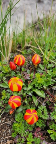 Gentianella scarlatina observed 2025-03-17