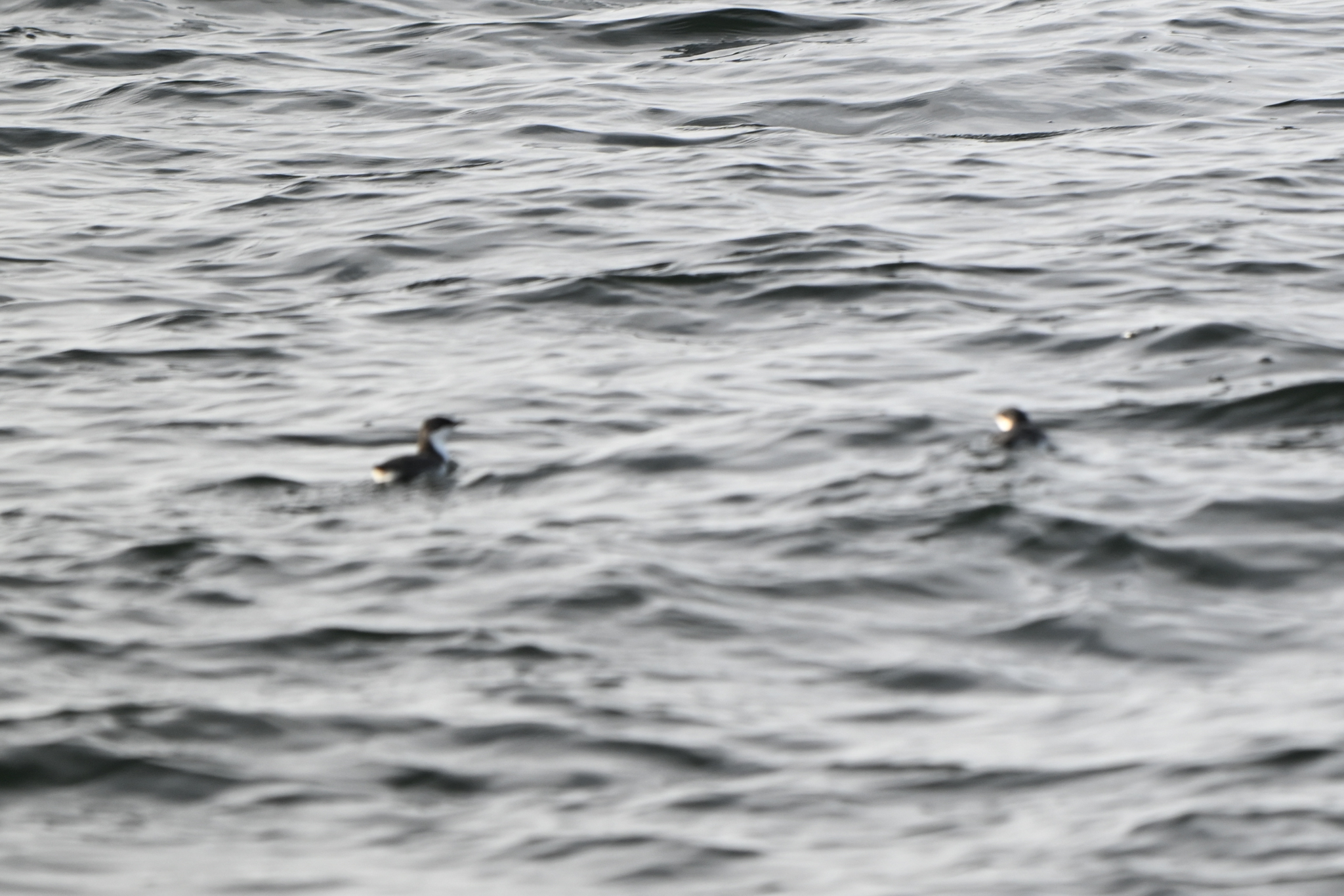 Scripps's Murrelet (Synthliboramphus scrippsi), photo 5