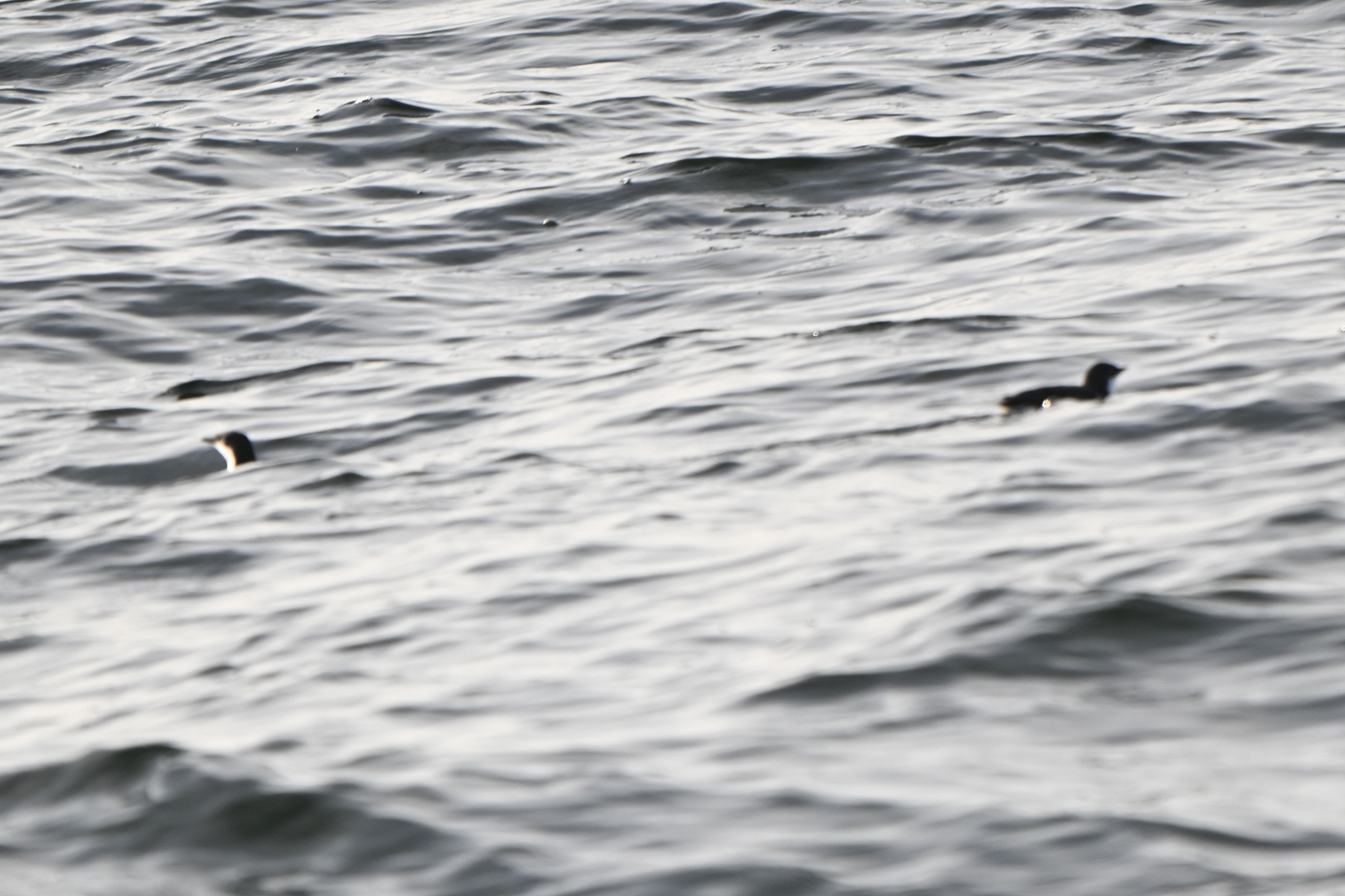 Scripps's Murrelet (Synthliboramphus scrippsi), photo 4