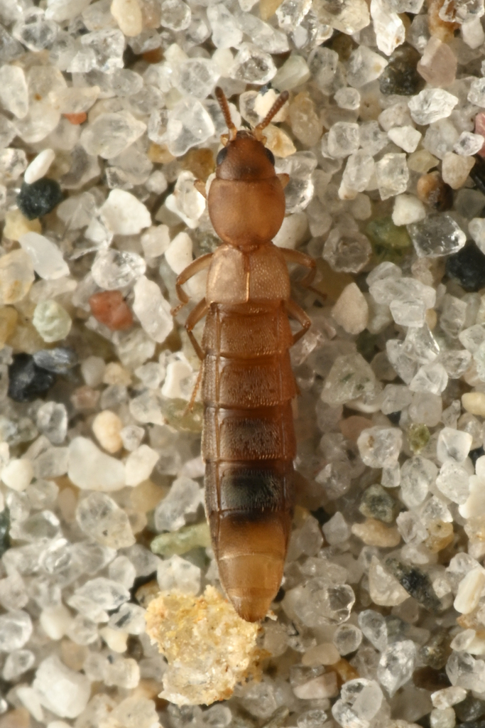 Thinusa fletcheri