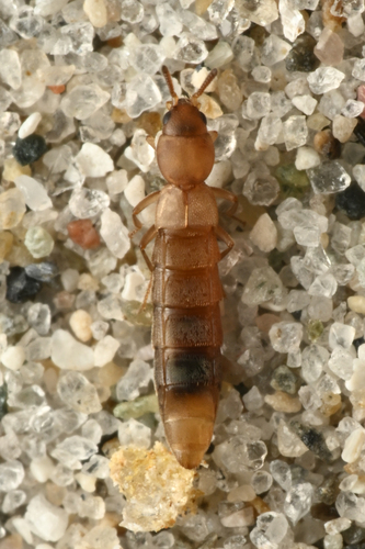 Thinusa fletcheri
