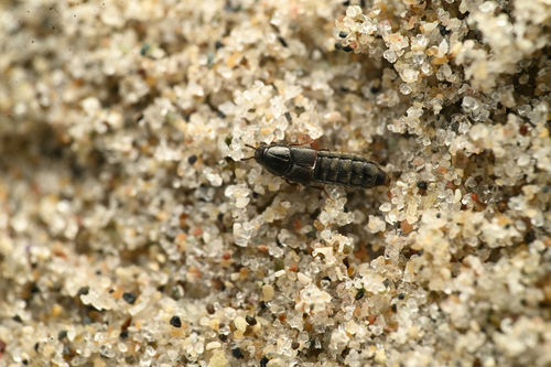 Aleochara sulcicollis photo 4