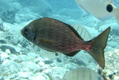 Spondyliosoma cantharus