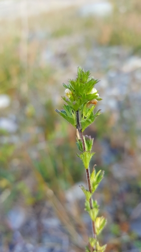 Euphrasia mollis iNat (1)