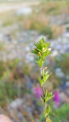 Euphrasia mollis