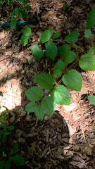 Viburnum rafinesqueanum