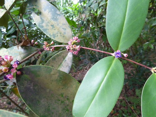 Memecylon caeruleum, photograph 2