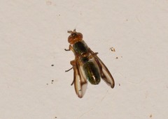 Senopterina caerulescens